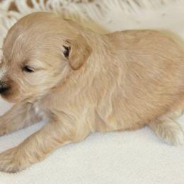 Amber Moon Goldendoodles breeder of Goldendoodle