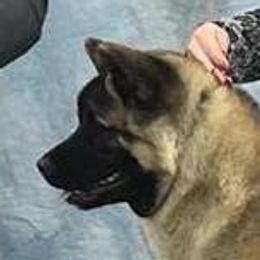 Mika - Akita