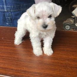 Miniature Schnauzer Puppies from Circle R Ranch