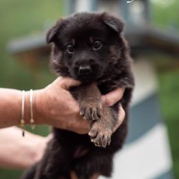 Abby - Bi-color female German Shepherd puppy in Berwick, Maine from Vom Rindahaus Shepherds