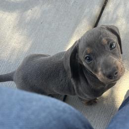 Toby - Blue and tan male Dachshund puppy in Brooksville, Florida from Ween Acres