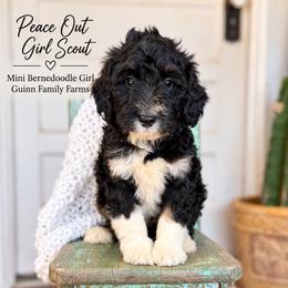 Peace out Girl Scout - Tri-color female Bernedoodle puppy in Grove, Oklahoma from Guinn Family Farms