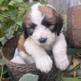 Sprout - Brown and white male Saint Berdoodle puppy in Traverse City, Michigan from Bare Paws Saint Berdoodles