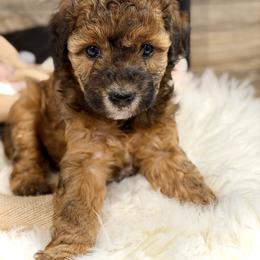 Bernedoodle and Whoodle Puppies from Genesis Family Farm