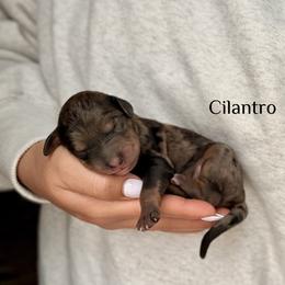 Cilantro - Merle male Bernedoodle puppy in Pennsylvania from Bells Bernedoodles