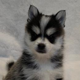 Freya - Black and white female Pomsky puppy in Wyoming from 307 Pomskys