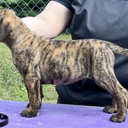 Pistachio - Red brindle male Bullmastiff puppy in Athens, Georgia from RCS Kennels