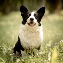 Rosalie - Cardigan Welsh Corgi