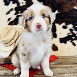 'Maia' - Red merle female Australian Shepherd puppy in Durand, Wisconsin from Larson’s Legacy Aussome Aussie Kennels