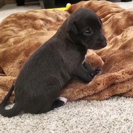 Maple - Black female Whippet puppy in Davenport, Iowa from Whippety Split