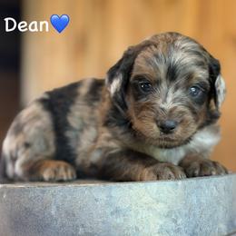 Dean - Blue merle male Aussiedoodle puppy in Lancaster, Minnesota from Finney Ranch