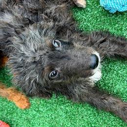 Boy 4 - Merle male Goldendoodle puppy in Holly, Colorado from Vida’s Loving Doodles