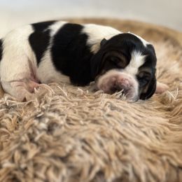 Drumstick - Black brown and white male Basset Hound puppy in Lone Jack, Missouri from Wee Little Bassets