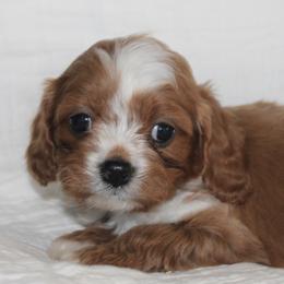 Bernedoodles, Cavapoos, and Pomskies from Cuddle Paws