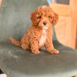 Blue Boy 3250 free USdelivery - Red  male Goldendoodle puppy in Mayfield, Utah from Ruff Country Doodles