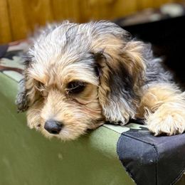 Peaches - Merle female Assorted Doodle Crosses puppy in Madison, Georgia from Porchlight Puppies
