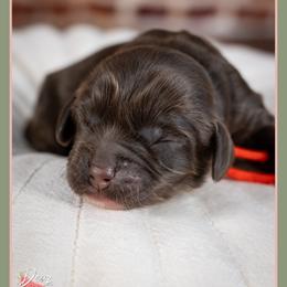 Lydia - Brown female Cockapoo puppy in Connersville, Indiana from Deaz Doodle Ranch