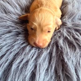 Babe - Cream male Dachshund puppy in Magnolia, Texas from Carrie’s Countryside Dachshunds