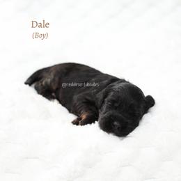 Dale - Black male Australian Labradoodle puppy in Hurricane, Utah from Red Desert Doodles