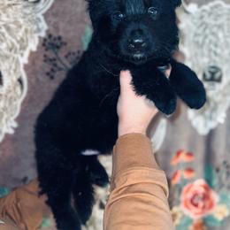 Green - Black male German Shepherd puppy in Marion, Ohio from Legacy K9’s