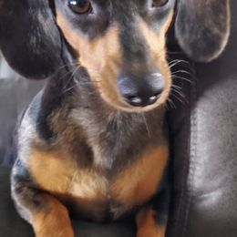 Companion Crosses and Yorkshire Terriers from Jenny's Yorkies