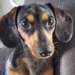 Companion Crosses and Yorkshire Terriers from Jenny's Yorkies