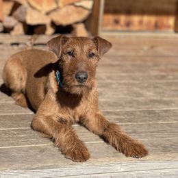 Irish Terrier and Scottish Terrier Puppies from Avonlea Terriers