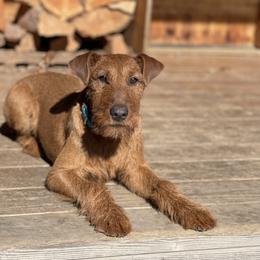 Irish Terrier and Scottish Terrier Puppies from Avonlea Terriers