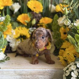 Chocolate and tan dapple male - Dapple male Dachshund puppy in Wills Point, Texas from East Mini Dachshunds Texas