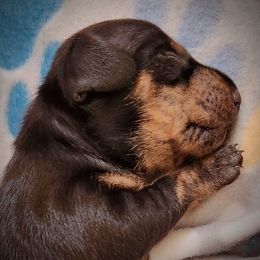 Borealis - Black and tan male Dachshund puppy in East Greenbush, New York from Polaris Pups