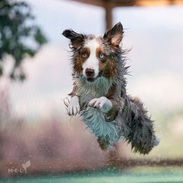 Miniature American Shepherd All Grown Up from Clarity MAS