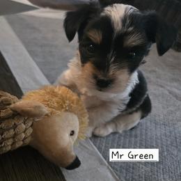 Mr Green - Parti male Yorkshire Terrier puppy in Dover, Delaware from Lewis Precious Paws