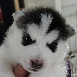 1 Johnny Cash (Reserved till 8 weeks old show evaluation) - Black and white male Siberian Husky puppy in Heppner, Oregon from Yuki Ookami Show Kennel