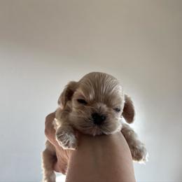 Bigger buff boy - Buff male Cocker Spaniel puppy in Oregon from Doc's Cockers