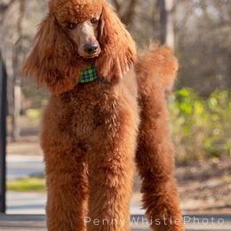 Poodles from Independence Poodles