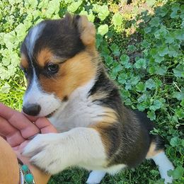 Pembroke Welsh Corgis from Gemmrig Farm
