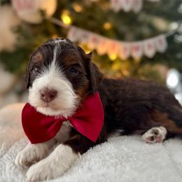 Red - Tri-color male Bernedoodle puppy in Hesperia, Michigan from Red Acres Poodles & Doodles