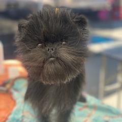 Affenpinschers and Rhodesian Ridgebacks from Archetype