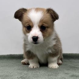 Lady - Red female Pembroke Welsh Corgi puppy in Waco, Texas from The Comma Corgis