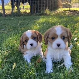 Sam - Blenheim male Cavalier King Charles Spaniel puppy in Anderson, California from Norcal Cavaliers of Northern California