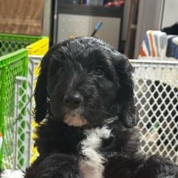 ASPEN - Black and white female Sheepadoodle puppy in Buffalo, Minnesota from Fur-ever Doodles