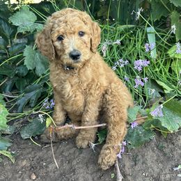 Gray Grey Collar Boy - Red  male Goldendoodle puppy in Escalon, California from Silveira’s Golden Doodles