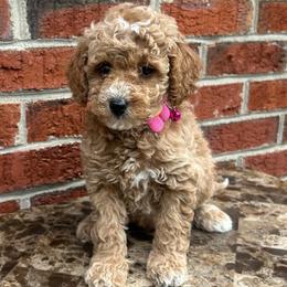 Strawberry - Apricot female Goldendoodle puppy in Gaithersburg, Maryland from Barkins and Company