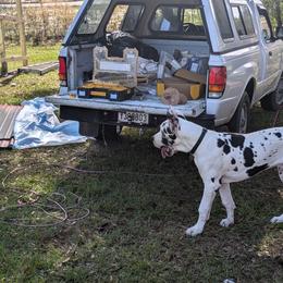 Great Dane Puppies from KD Sweet Southern Danes