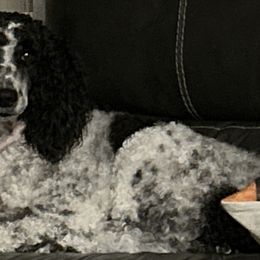 Goldendoodles and Poodles from Gentle Paw Goldendoodles