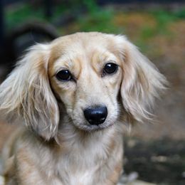 Dachshund puppies from Happy Little Doxies