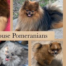 Pomeranians from Little House Pomeranians