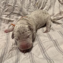 Boy 4 - Merle Great Dane puppy in Pennsylvania from Pocono Mountain Great Danes