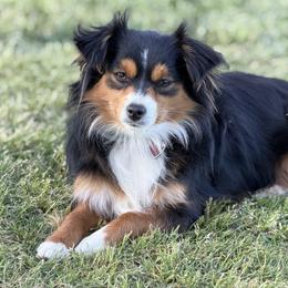 Patsy - Toy Australian Shepherd