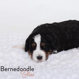 Bernedoodle Puppies from Bernedoodle Bliss